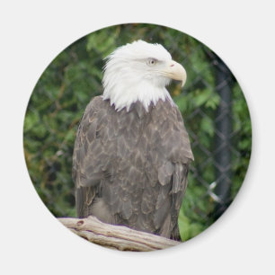Íman ímã da águia americana