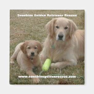 Íman Ímã da albufeira - salvamento do golden retrieve