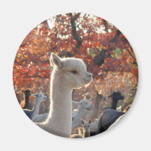 Íman Ímã da alpaca