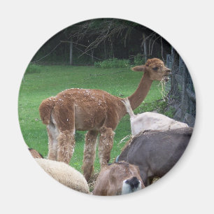 Íman ímã da alpaca