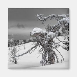 Íman ímã da árvore alienígena