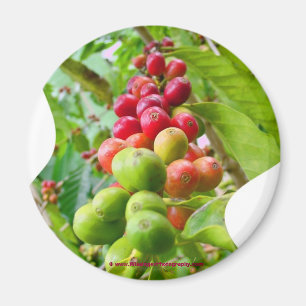 Íman Ímã da árvore de café