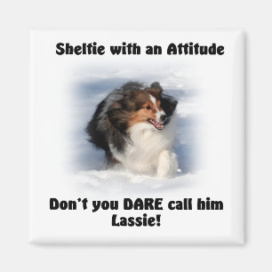 Íman Ímã da atitude de Sheltie