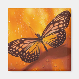 Íman Ímã da borboleta