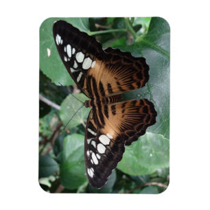 Íman Ímã da borboleta