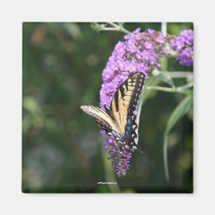 Íman Ímã da borboleta