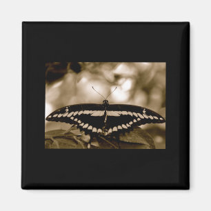 Íman Ímã da borboleta de B/W