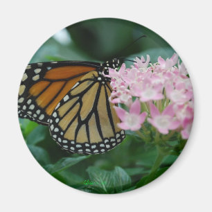 Íman Ímã da borboleta de monarca