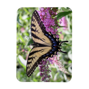 Íman Ímã da borboleta de Swallowtail