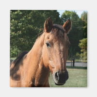 Ímã da cabeça de cavalo