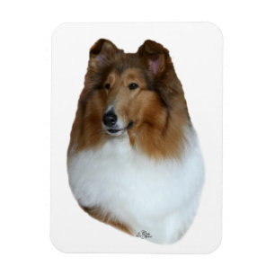Íman Ímã da cabeça do Collie do Sable e do branco
