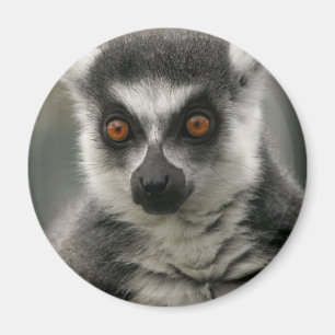Íman Ímã da cara do Lemur