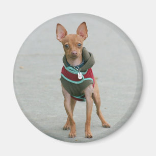 Íman Ímã da chihuahua