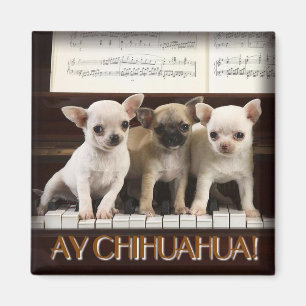Íman Ímã da chihuahua