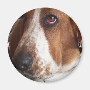 Íman Ímã da circular do cão de Basset Hound