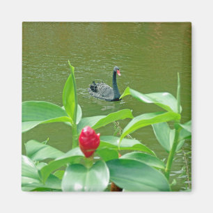 Íman Ímã da cisne preta