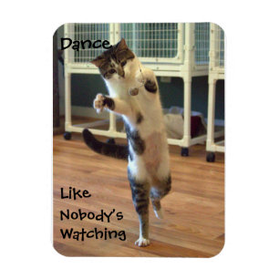 Íman Ímã da dança do gato