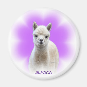Íman Ímã da esperança da alpaca