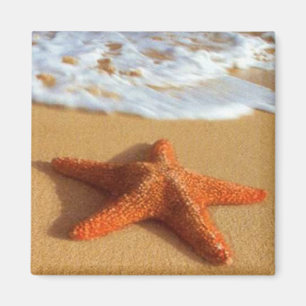 Íman Ímã da estrela do mar
