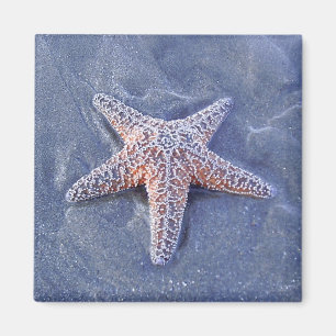 Íman Ímã da estrela do mar