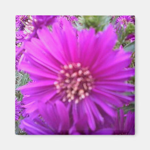 Íman Ímã da flor