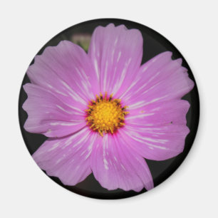 Íman Ímã da flor
