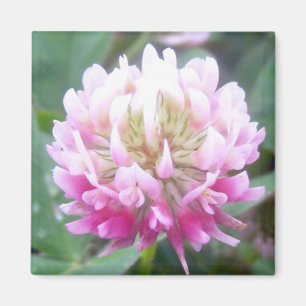 Íman Ímã da flor 1 do trevo híbrido