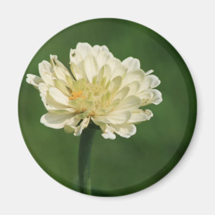 Íman ímã da flor branca