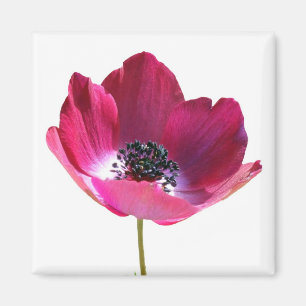 Íman Ímã da flor da anêmona