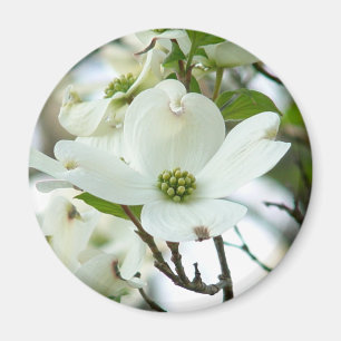Íman Ímã da flor da árvore de Dogwood