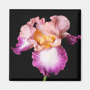 Íman Ímã da flor da íris