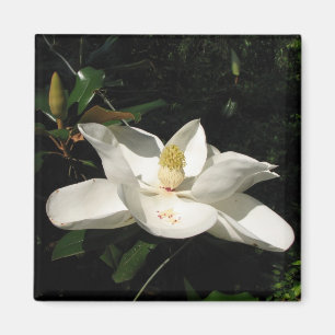 Íman Ímã da flor da magnólia