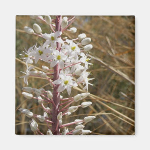 Íman Ímã da flor da natureza