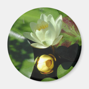 Íman Ímã da flor de Lotus