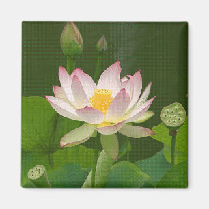 Íman Ímã da flor de Lotus