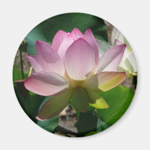Íman Ímã da flor de Lotus