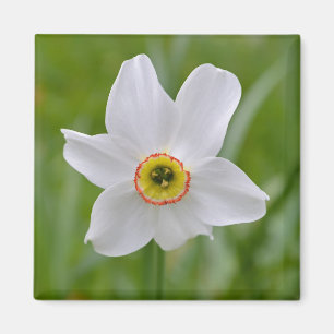 Íman Ímã da flor de Recurvus do narciso