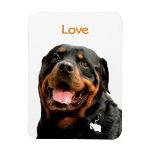 Íman Ímã da foto de Rottweiler