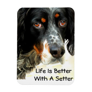 Íman Ímã da foto do amor do setter