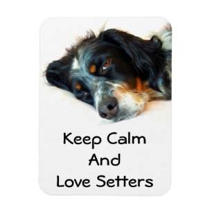 Íman Ímã da foto do amor do setter