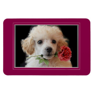 Íman Ímã da foto do filhote de cachorro 4x6 da canich
