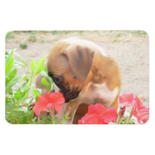 Íman Ímã da foto do filhote de cachorro 4x6 do
