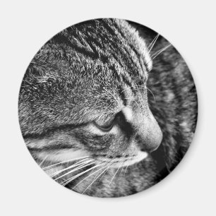 Íman Ímã da foto do gato