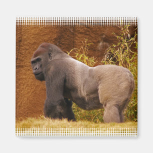 Íman Ímã da foto do gorila do Silverback