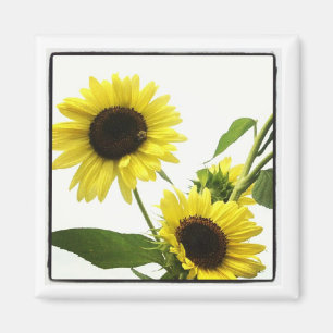 Íman ímã da foto do instagram