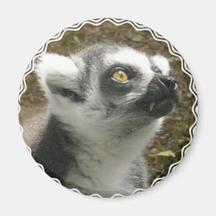 Íman Ímã da foto do Lemur