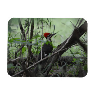 Íman Ímã da foto do pica-pau de Pileated