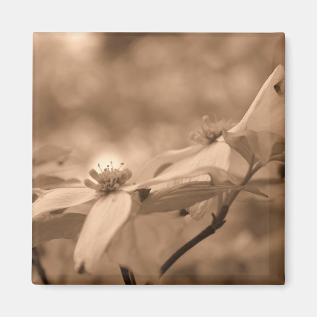 Íman Ímã da fotografia da flor do Dogwood do Sepia (Frente)
