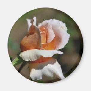 Íman Ímã da fotografia da flor do Rosebud do pêssego