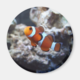 Íman Ímã da fotografia de Clownfish